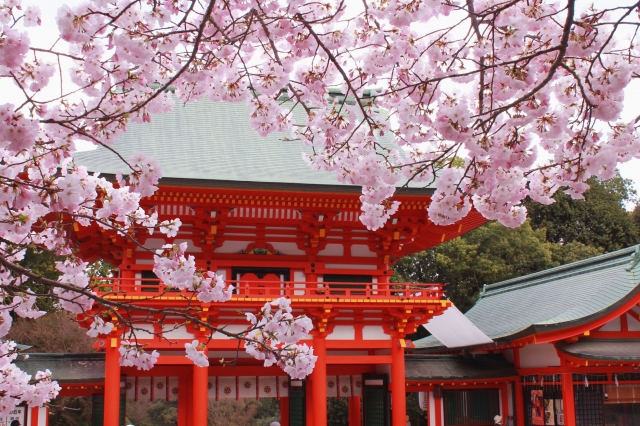 桜満開「ちはやふる」の舞台、近江神宮